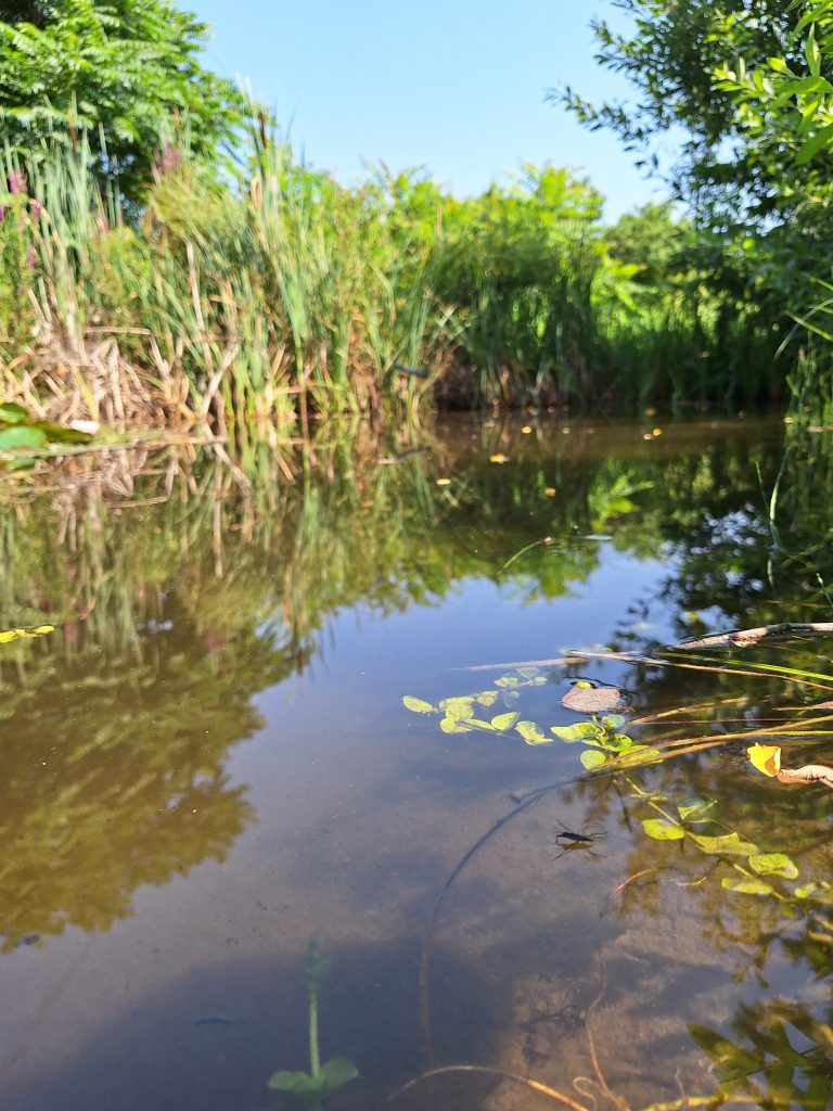 Náddal szegélyezett pici tavacska