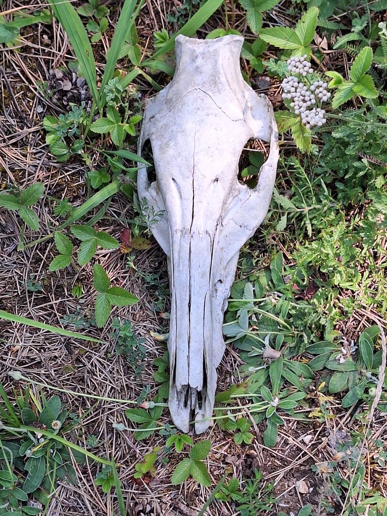 Valószínűleg egy dámvad koponyája