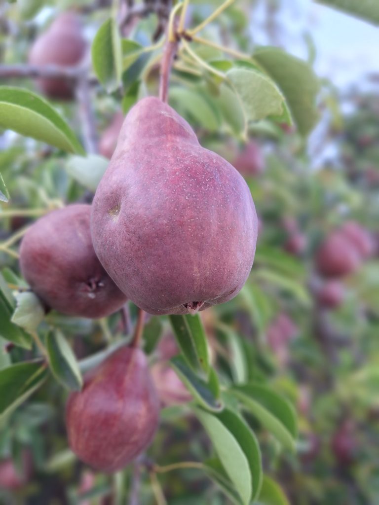 Gyönyörű, piros körték