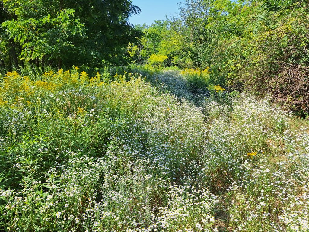 Sűrűn benőtt nyiladék a fák közt