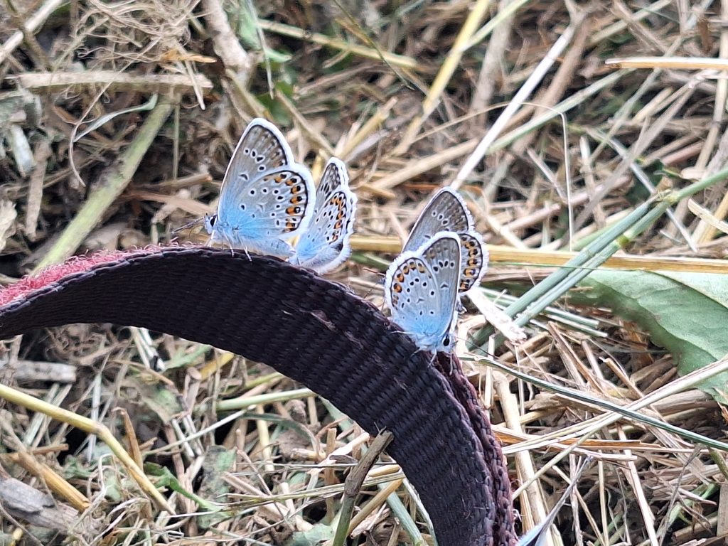 Boglárkalepkék a túrabot fogantyúján