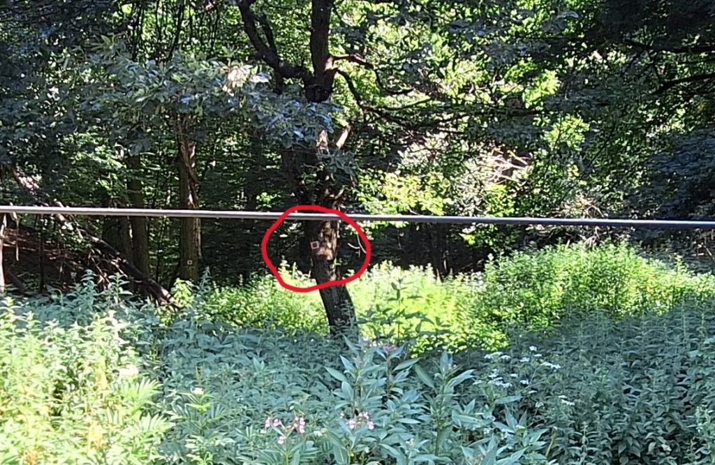 Turistajel a távoli fán a csalán fölött