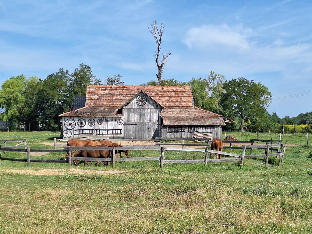 Lovak, csikók a karámban