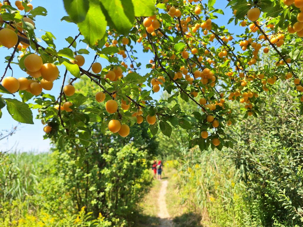 Gyümölcstől roskadozó mórabóra fa