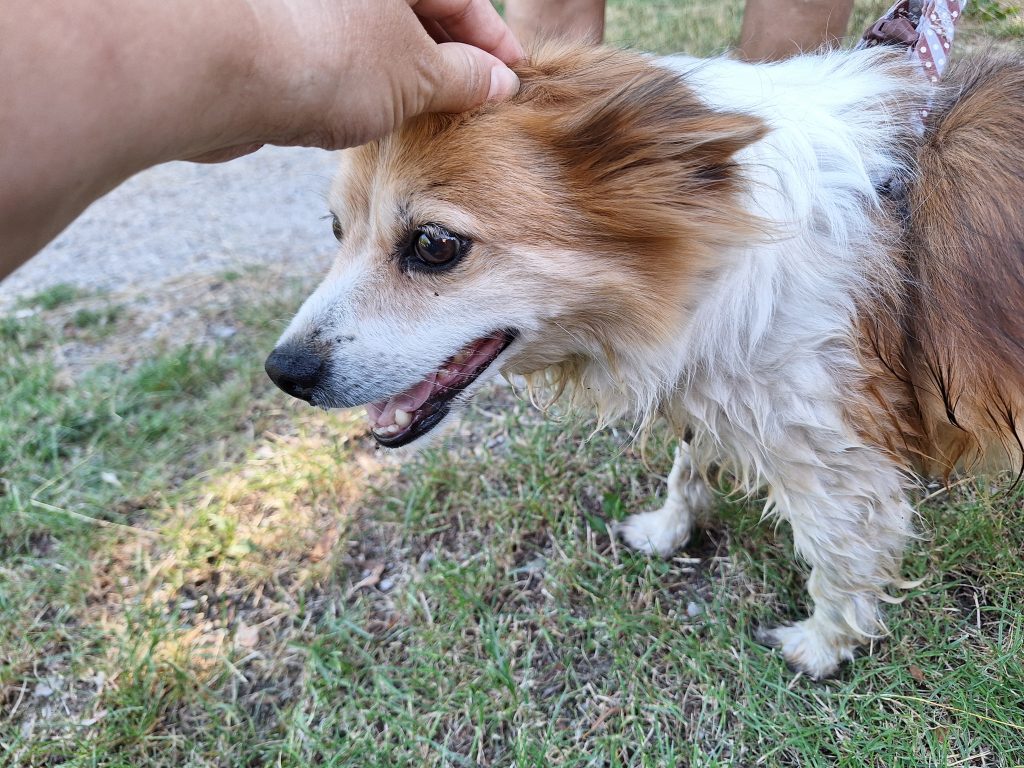 Kiskutyus és buksi-simogatás